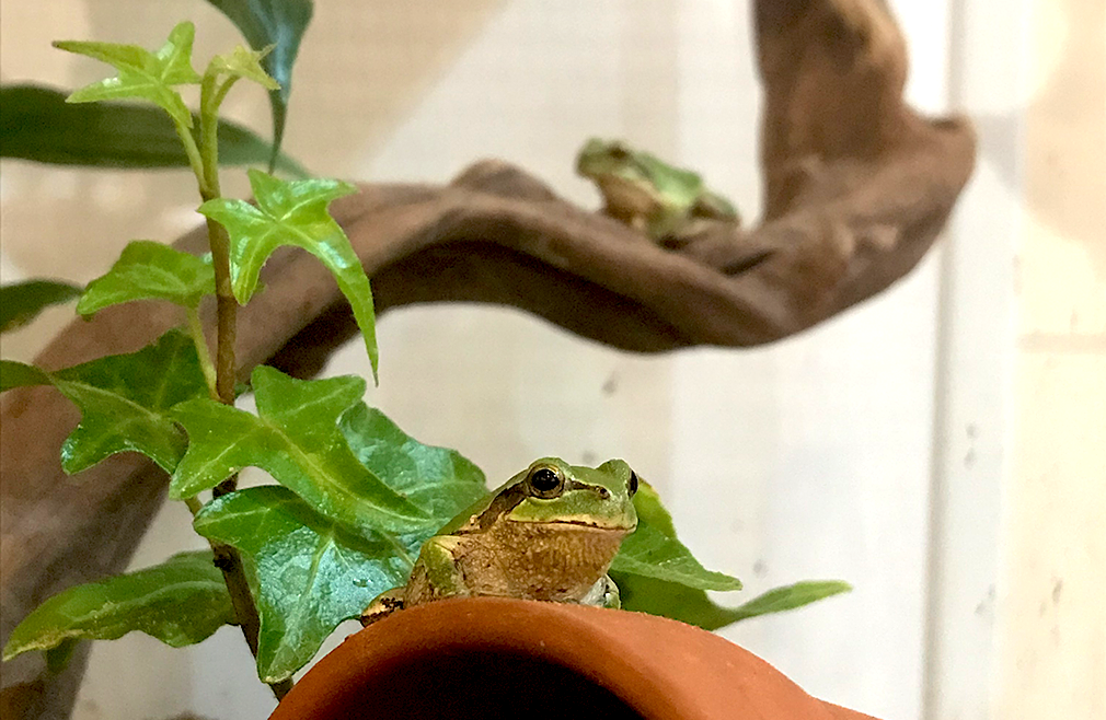 カジカガエルとは 動植物の人気 最新記事を集めました はてな
