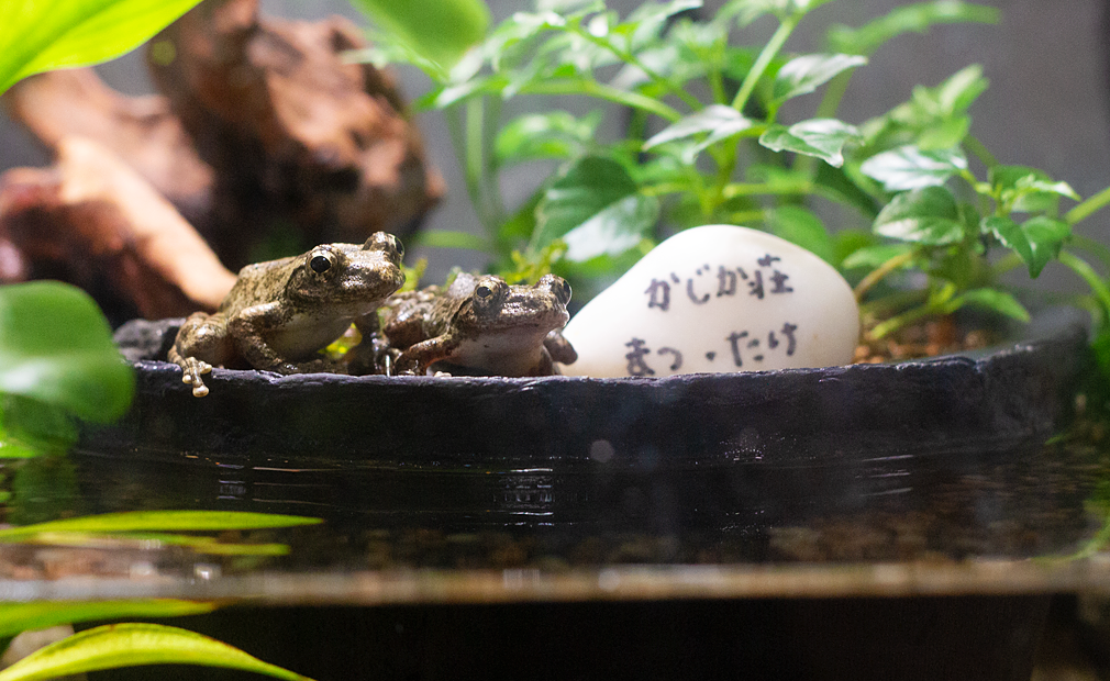 カジカガエルとは 動植物の人気 最新記事を集めました はてな カジカガエルとは 動植物の人気 最新記事を集めました はてな