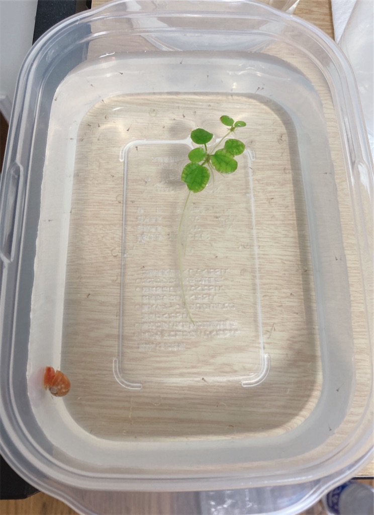 f:id:game-allergy:20210417164503j:image