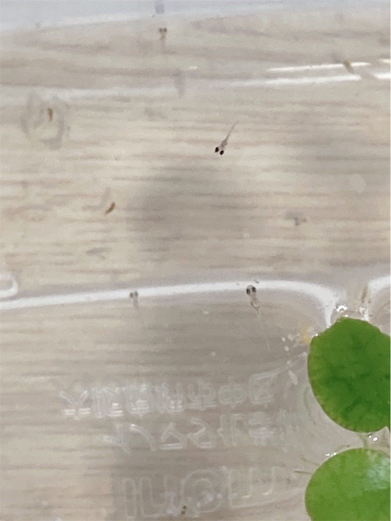 f:id:game-allergy:20210417164517j:image