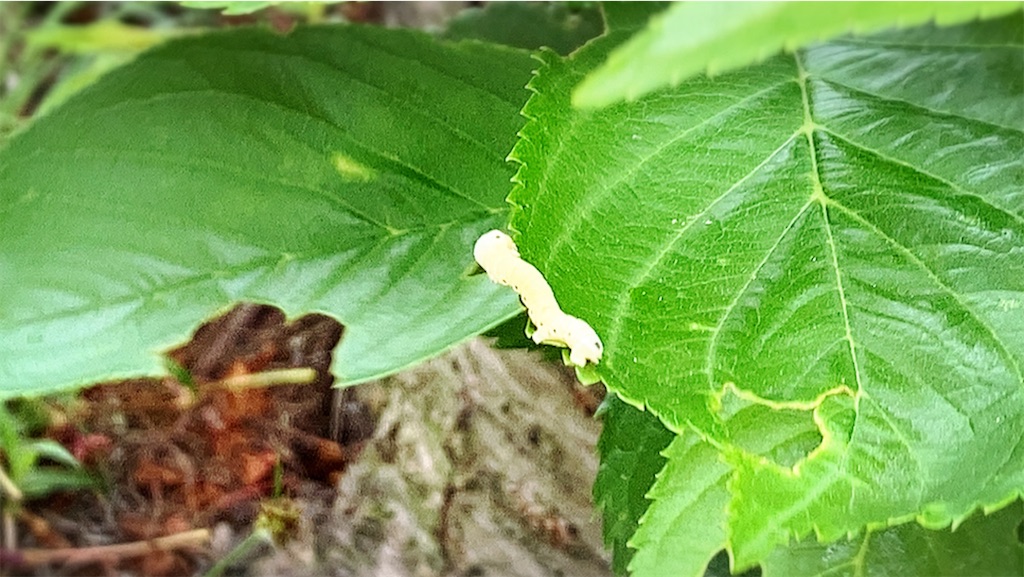 f:id:game-allergy:20210417170836j:image