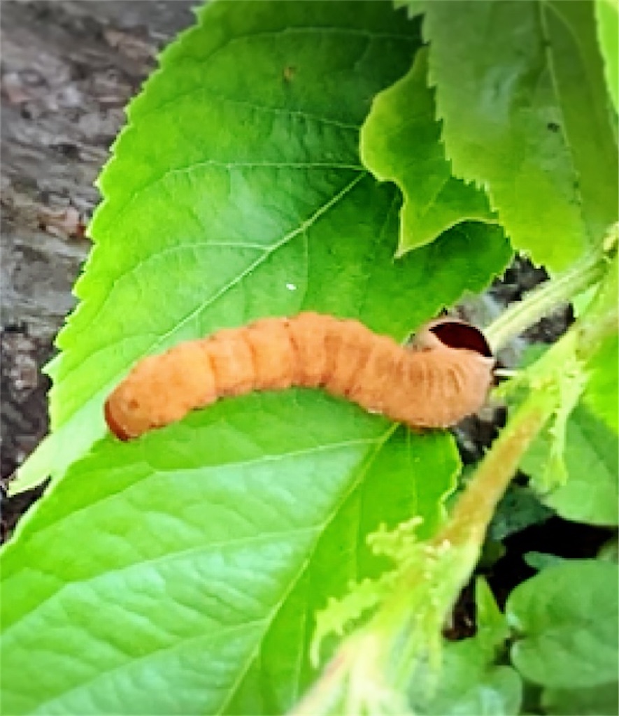 f:id:game-allergy:20210417170850j:image