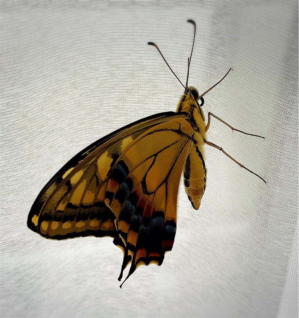 f:id:game-allergy:20210527135429j:plain