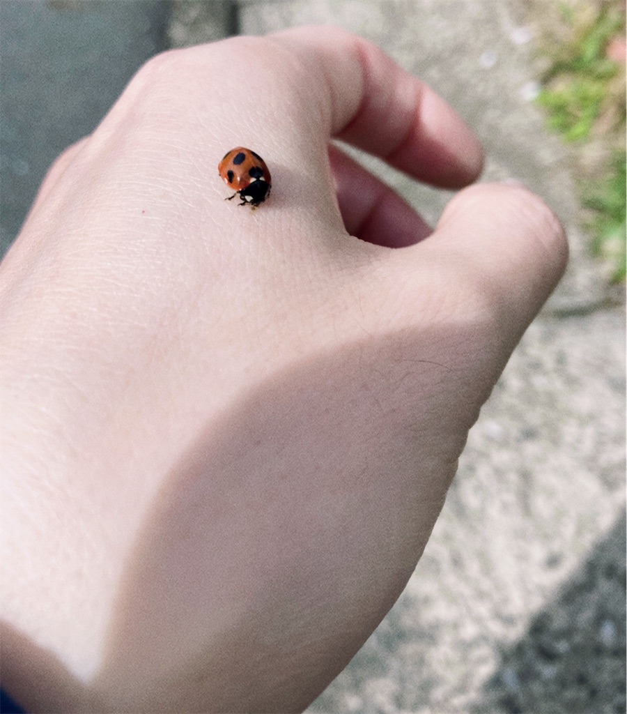 てんとう虫 チェコ製 KOVAP社てんとう虫 | ブリキのおもちゃ＆アンティーク TOY GARAGE