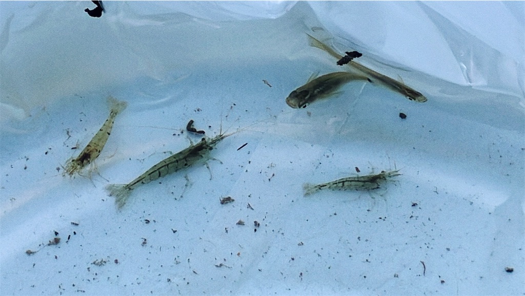 f:id:game-allergy:20240501084141j:image