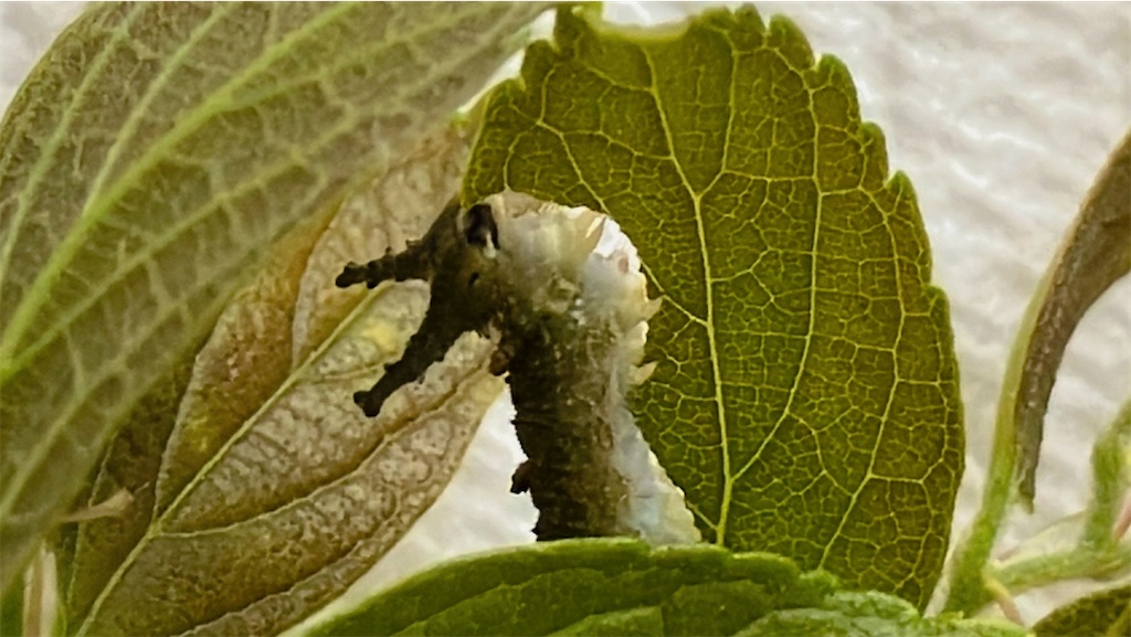 f:id:game-allergy:20250412113243j:image