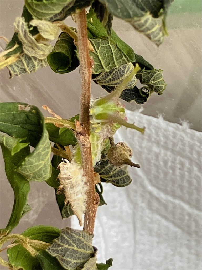 f:id:game-allergy:20250412113252j:image