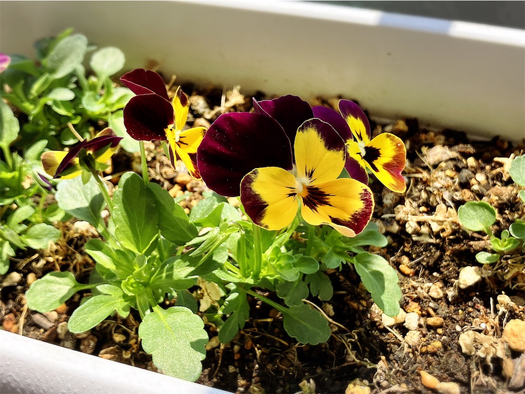 f:id:game-allergy:20250412113917j:image