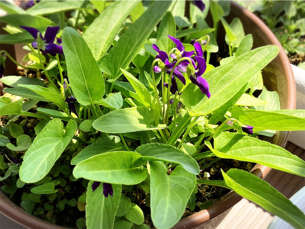 f:id:game-allergy:20250412113926j:image