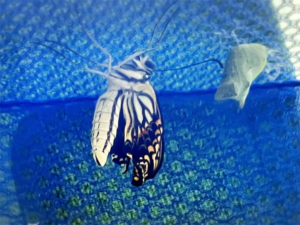 f:id:game-allergy:20250606085222j:image