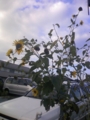20101118074907