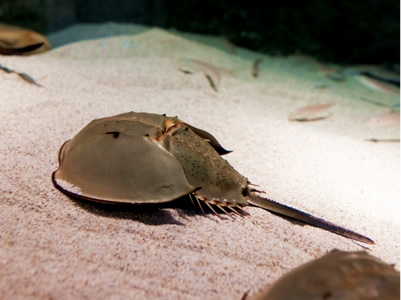 どうぶつの森で学ぶカブトガニのオモシロ雑学