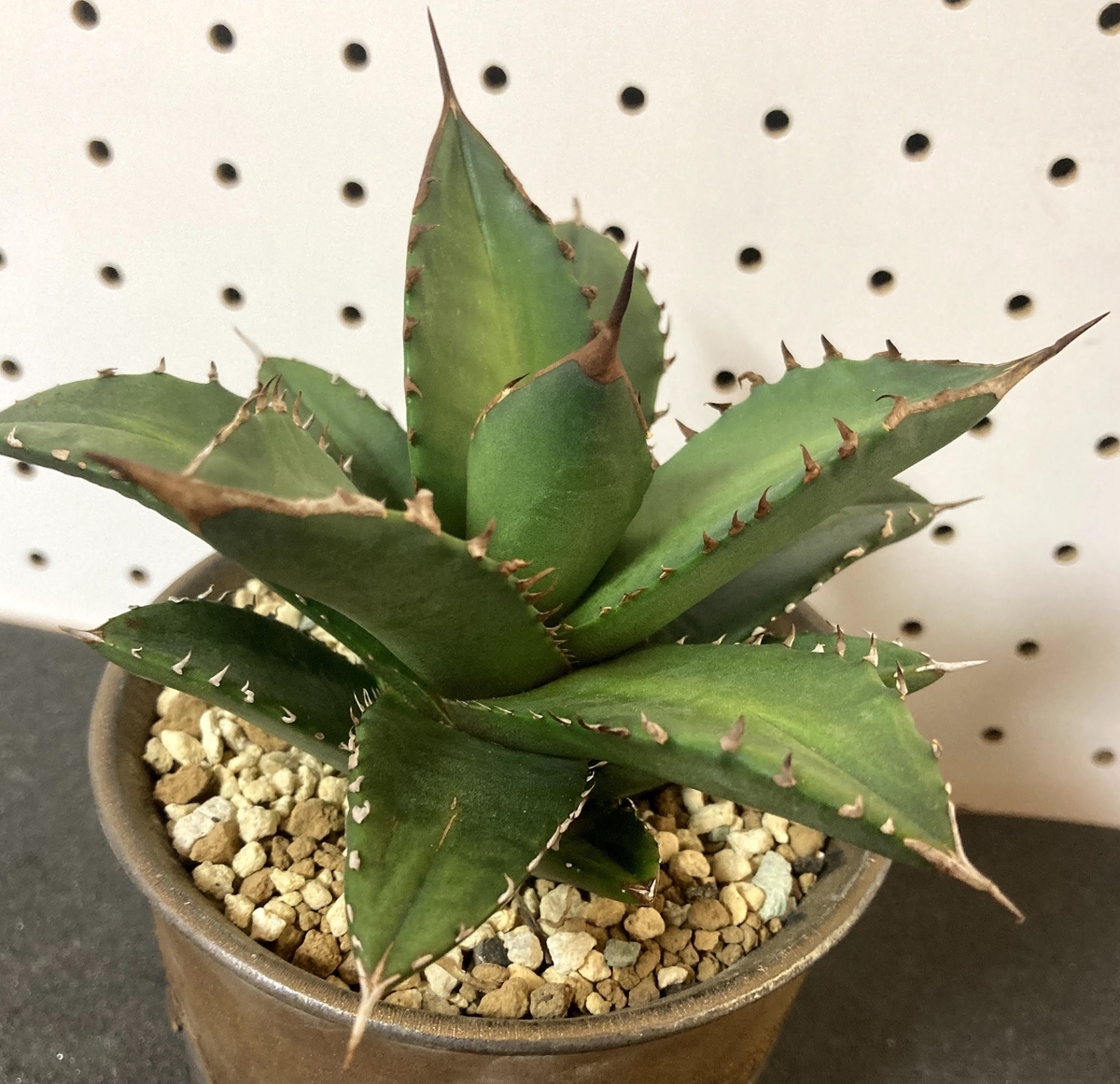 アガベチタノタ】男らしくてかっこいい！常に手元に置いておきたい