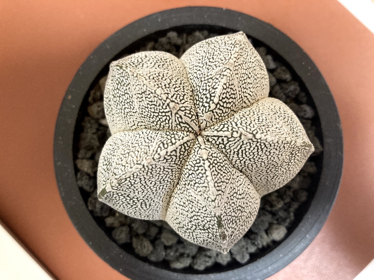 21 恩塚ランポー玉　鉢付 21 恩塚ランポー玉 鉢付