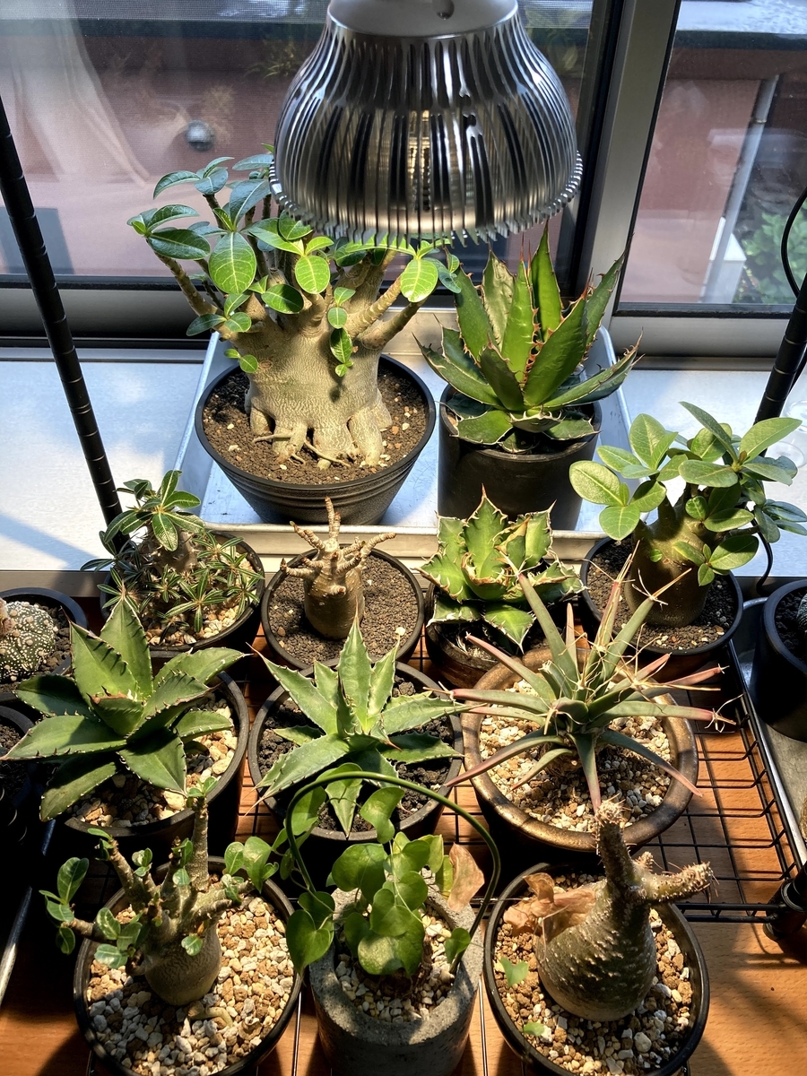 AMATERAS LED 20W 2個セット　アガベ　植物育成LEDライト SUN-20W-W】日照不足を補うための植物育成LEDライト（PlantLight20W-W