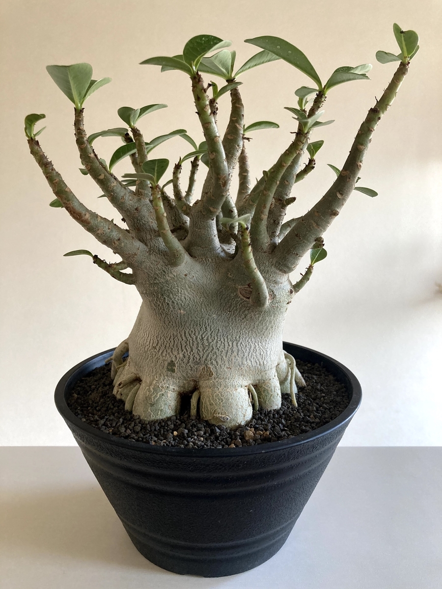 おすすめプラ鉢】黒く植物育成にぴったりな見た目もよいおすすめ