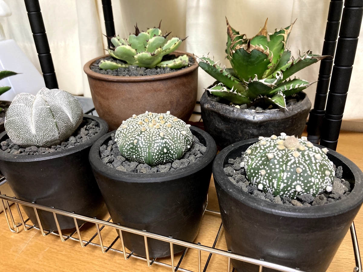 おすすめプラ鉢】黒く植物育成にぴったりな見た目もよいおすすめ