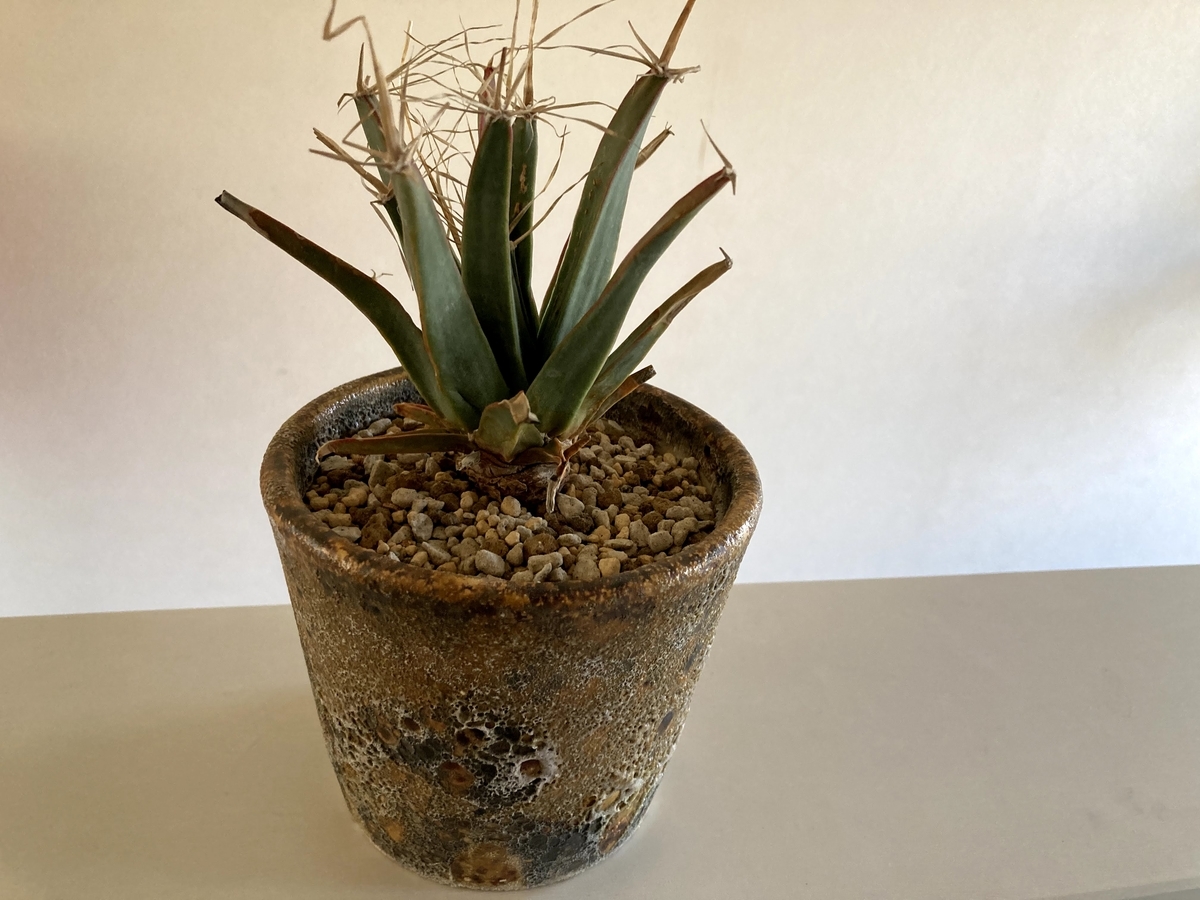 陶器鉢 攻めたデザイン 派手な 中古 2つ 植木鉢 陶器鉢 攻めたデザイン