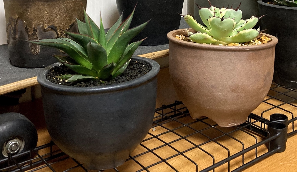 おすすめの陶器鉢】1000円から2000円で買えるおしゃれな植木鉢 - ガミログ