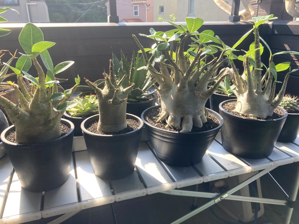 アデニウムアラビカ アデニウム幹が太い観葉植物 アデニウム 
