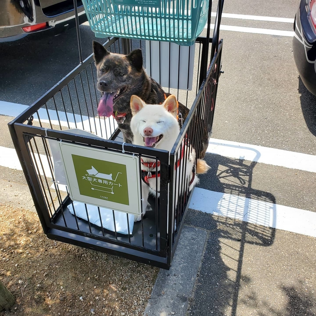 暑い日は自宅よりホームセンター 避難訓練だよ 犬の森 しばいぬ部