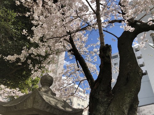 f:id:gan_jazz:20190331131047j:plain