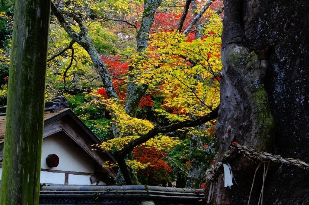 f:id:gan_jiro:20151129230502j:plain f:id:gan_jiro:20151129230502j:plain