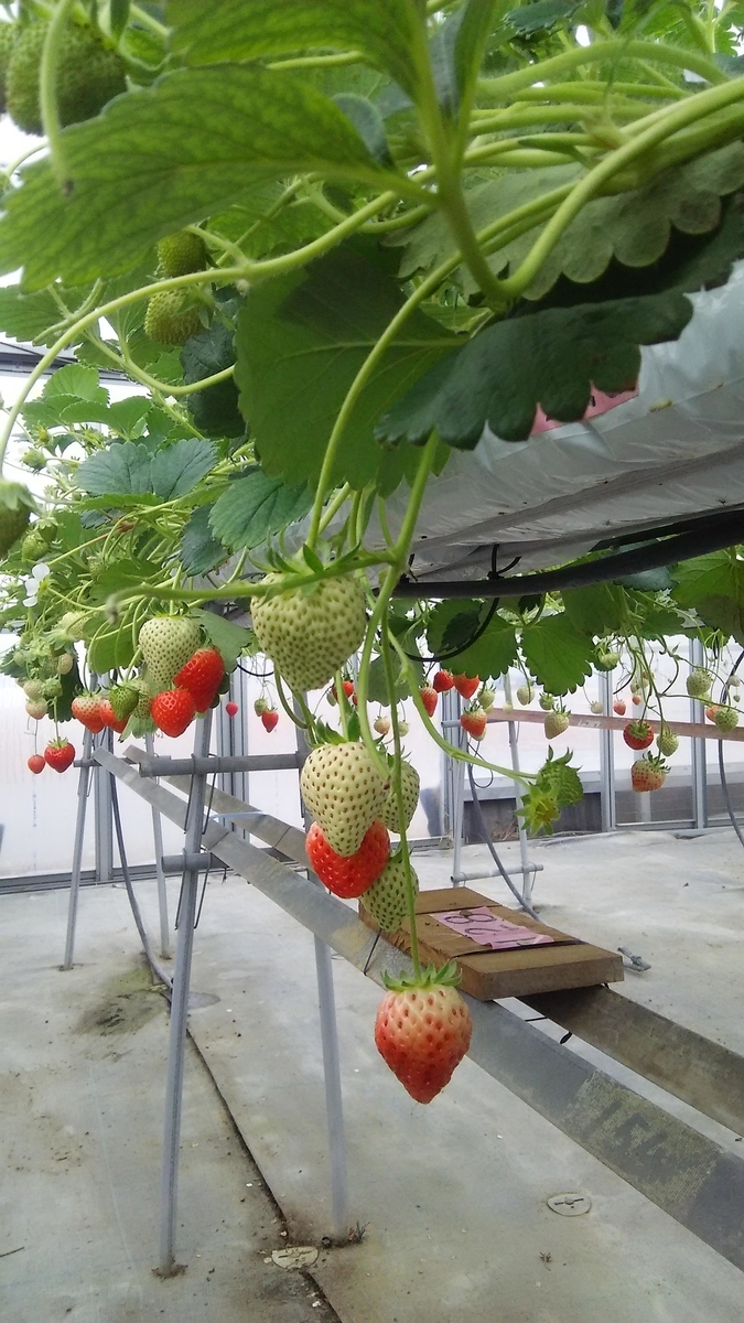 いちご 野菜 果物