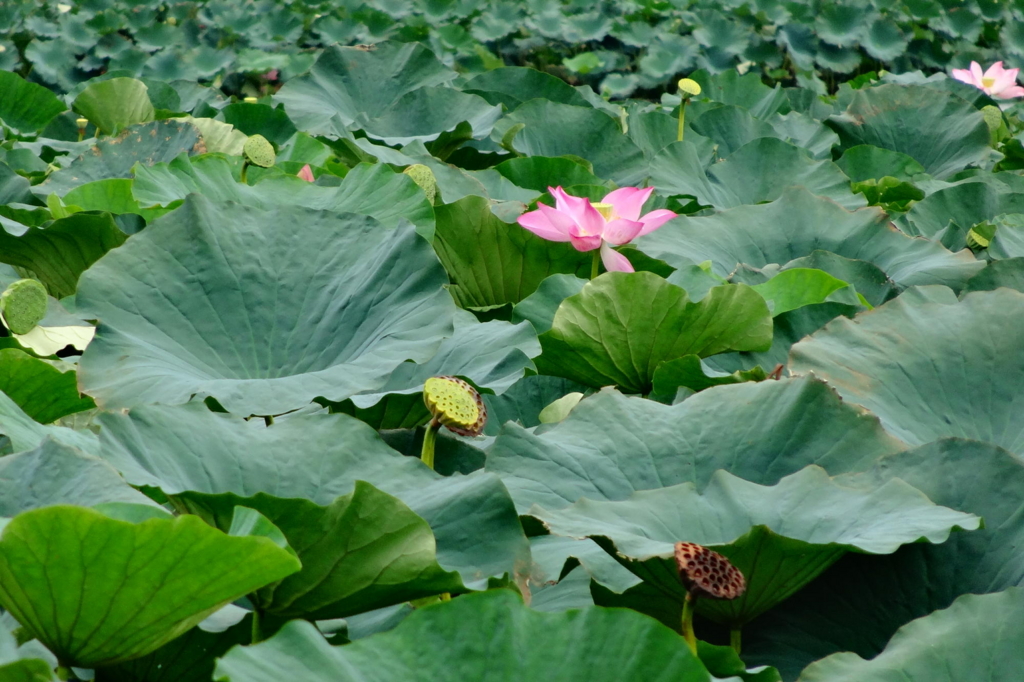 f:id:gan_jiro:20160903113151j:plain f:id:gan_jiro:20160903113151j:plain