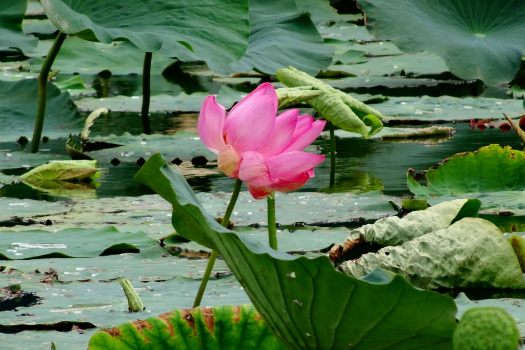 f:id:gan_jiro:20160903113203j:plain f:id:gan_jiro:20160903113203j:plain