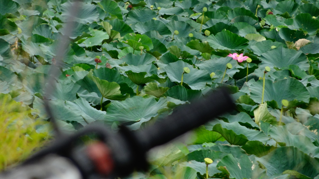 f:id:gan_jiro:20160903113316j:plain f:id:gan_jiro:20160903113316j:plain