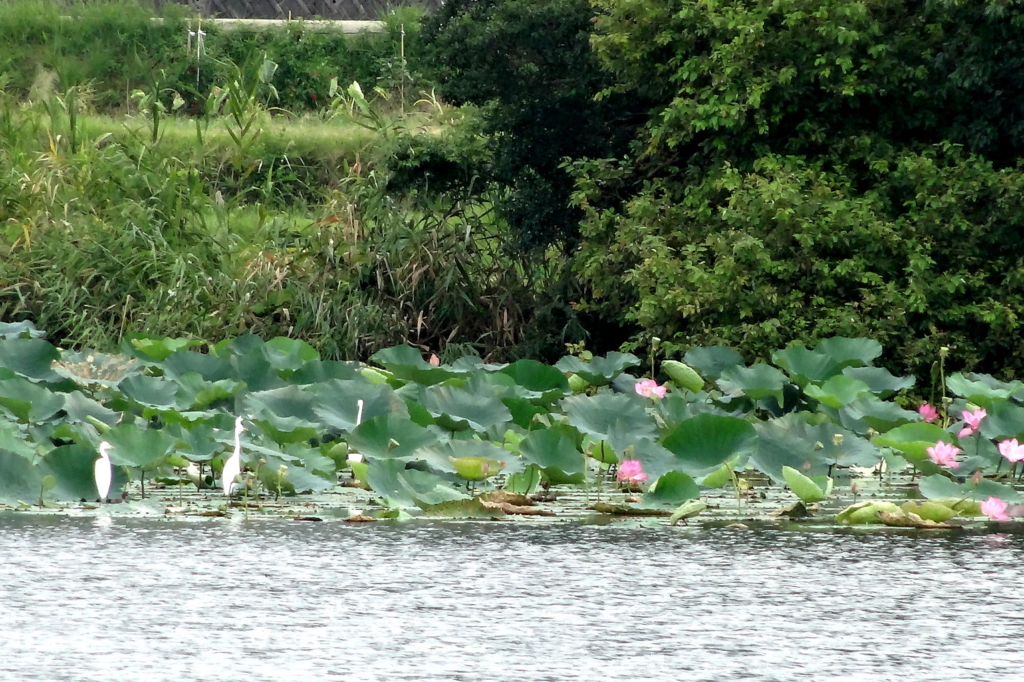 f:id:gan_jiro:20160903113648j:plain f:id:gan_jiro:20160903113648j:plain