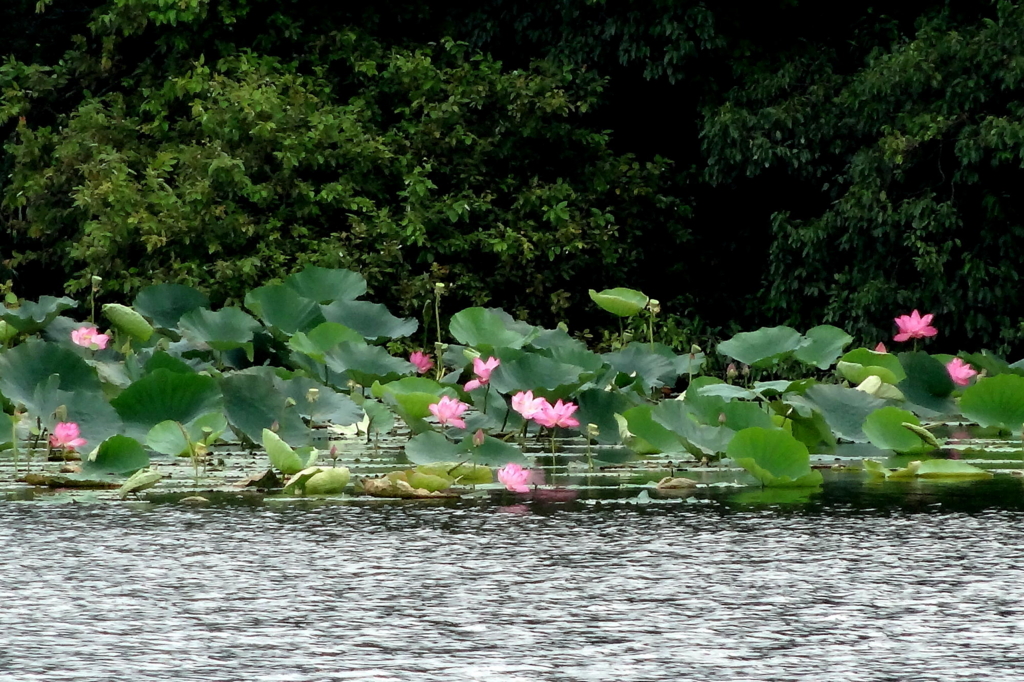 f:id:gan_jiro:20160903113704j:plain f:id:gan_jiro:20160903113704j:plain