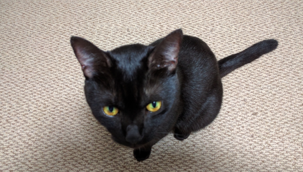 f:id:gan_jiro:20161001212212j:plain f:id:gan_jiro:20161001212212j:plain