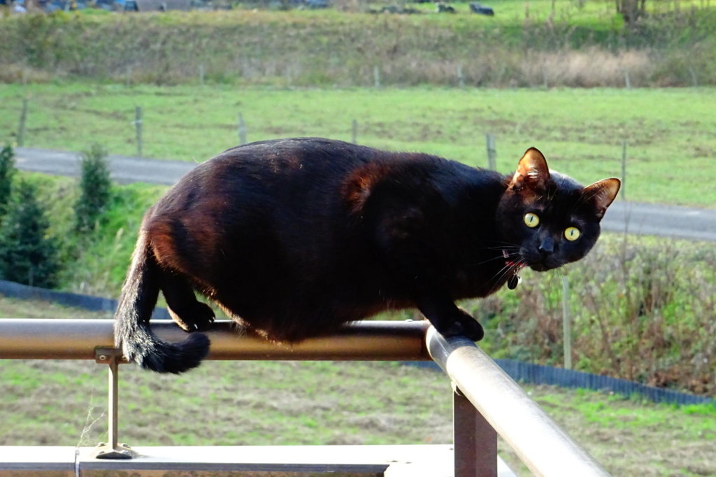 f:id:gan_jiro:20161224090516j:plain f:id:gan_jiro:20161224090516j:plain