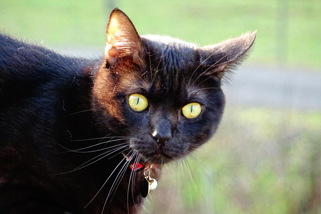 f:id:gan_jiro:20161224090548j:plain f:id:gan_jiro:20161224090548j:plain