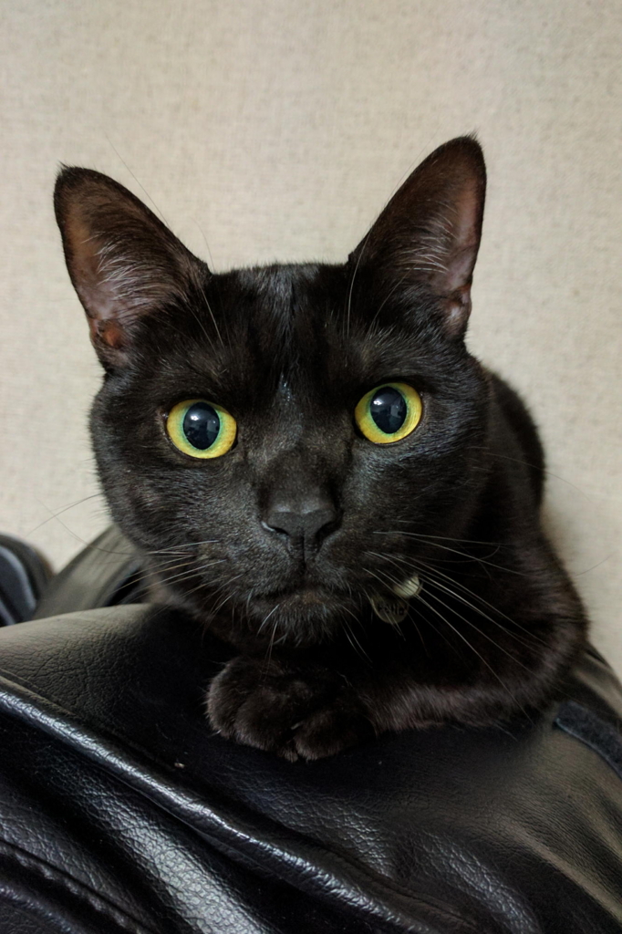 f:id:gan_jiro:20170306221834j:plain