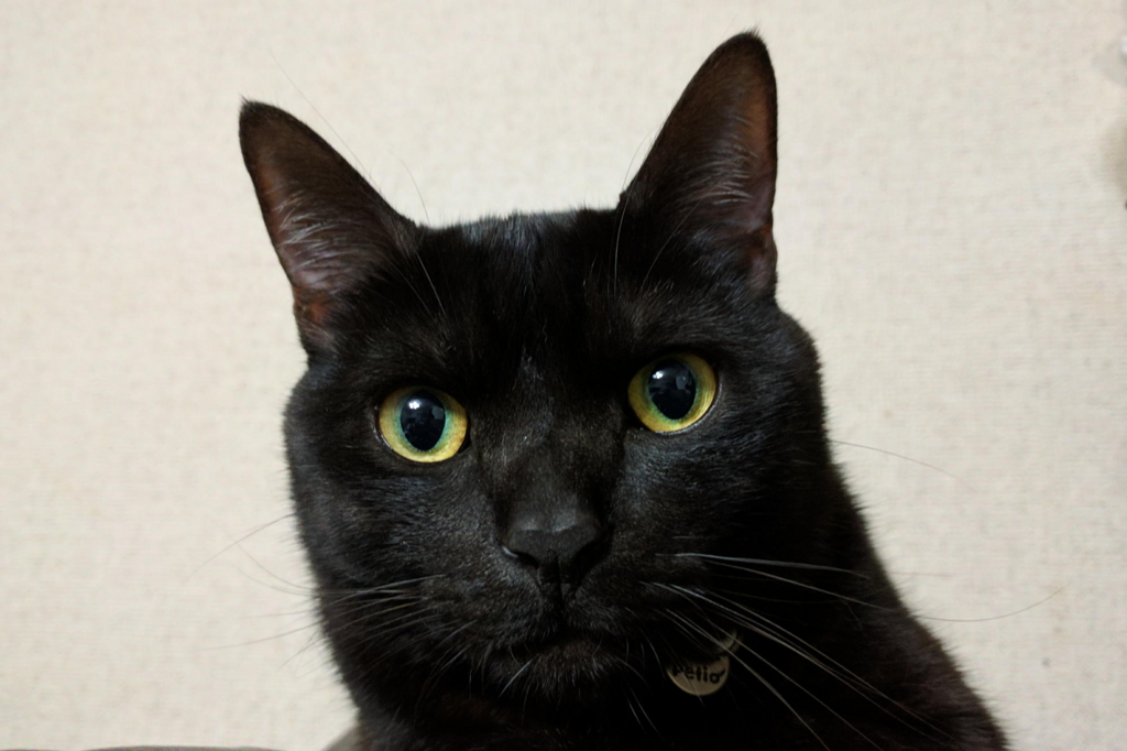 f:id:gan_jiro:20170306221845j:plain