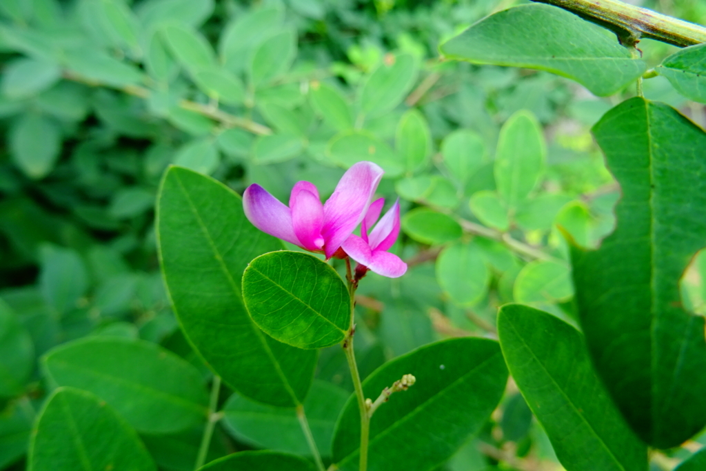 f:id:gan_jiro:20170813114538j:plain f:id:gan_jiro:20170813114538j:plain