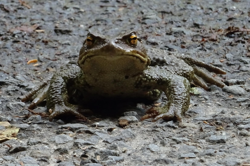 f:id:gan_jiro:20170929102029j:plain f:id:gan_jiro:20170929102029j:plain