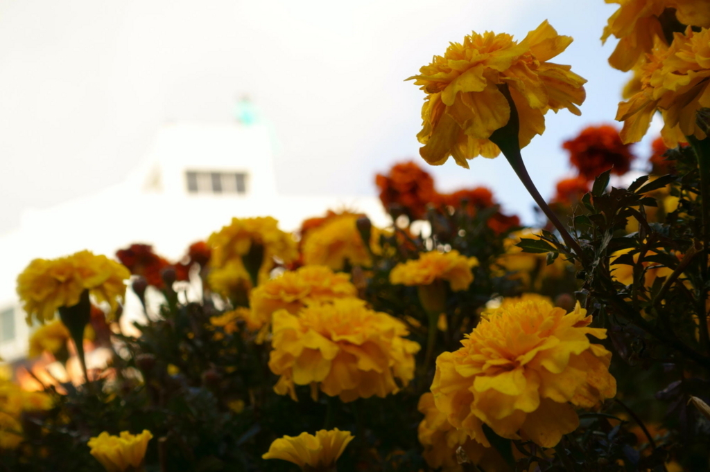 f:id:gan_jiro:20180103131533j:plain