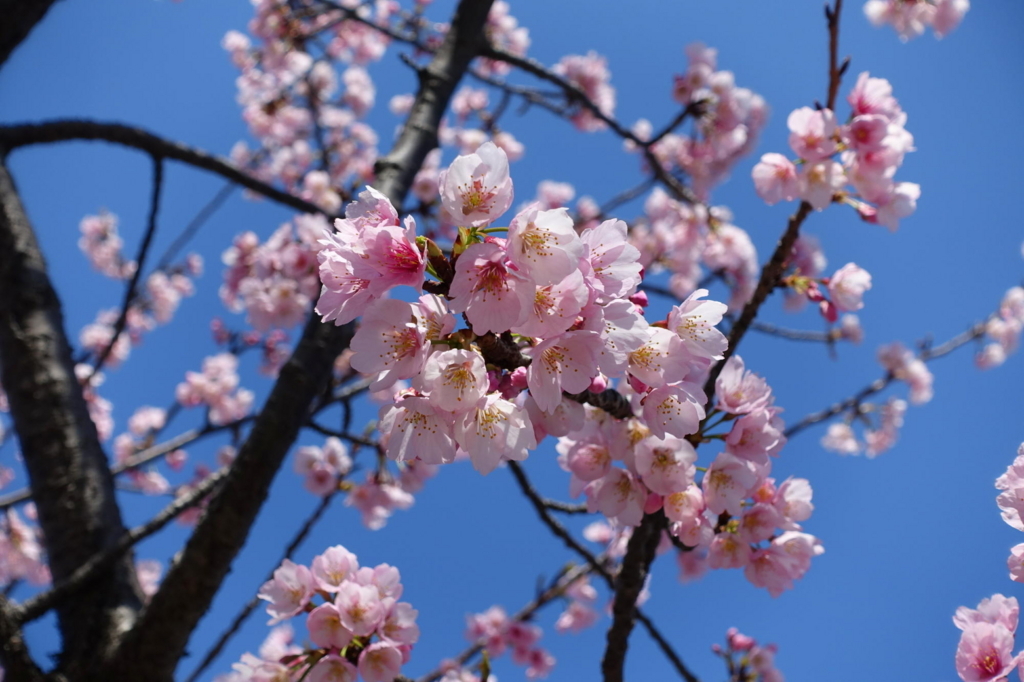 f:id:gan_jiro:20180317131233j:plain f:id:gan_jiro:20180317131233j:plain