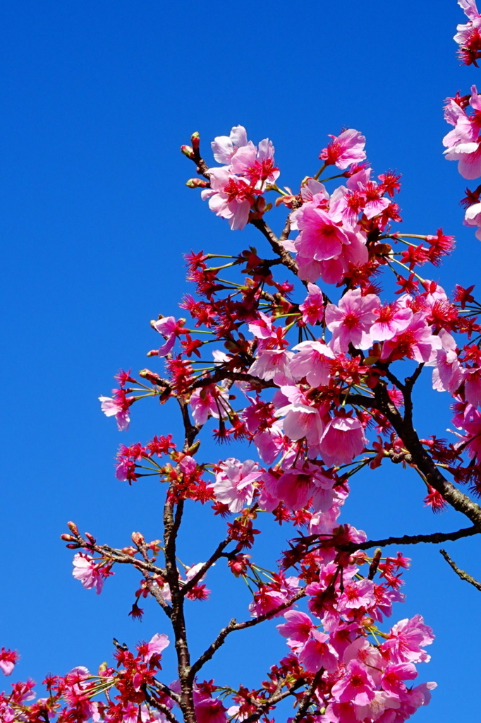 f:id:gan_jiro:20180324092948j:plain