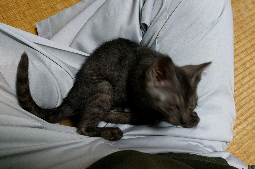 f:id:gan_jiro:20180710184242j:plain