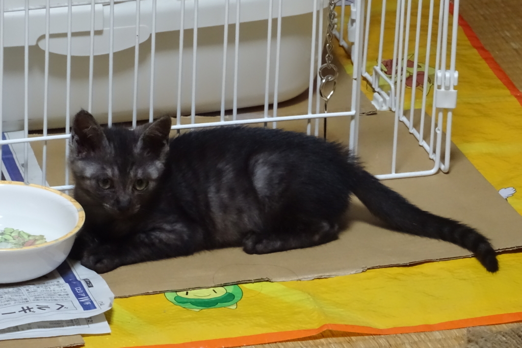 f:id:gan_jiro:20180710191514j:plain