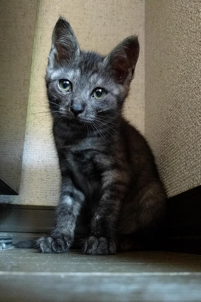 f:id:gan_jiro:20180714100146j:plain