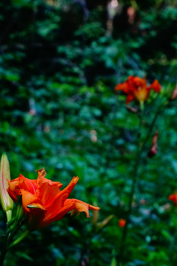 f:id:gan_jiro:20180719162425j:plain f:id:gan_jiro:20180719162425j:plain