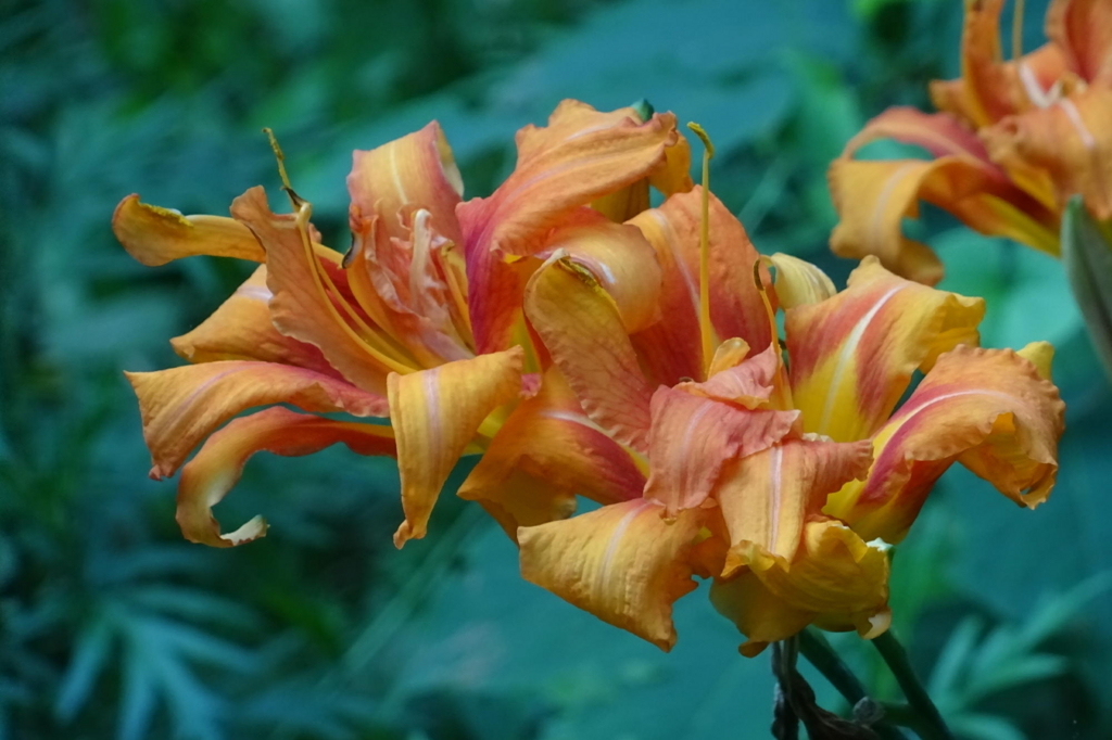 f:id:gan_jiro:20180719163135j:plain f:id:gan_jiro:20180719163135j:plain