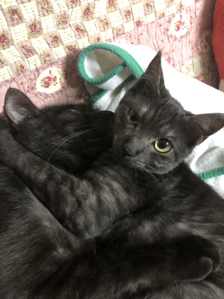 f:id:gan_jiro:20181231172339j:plain f:id:gan_jiro:20181231172339j:plain