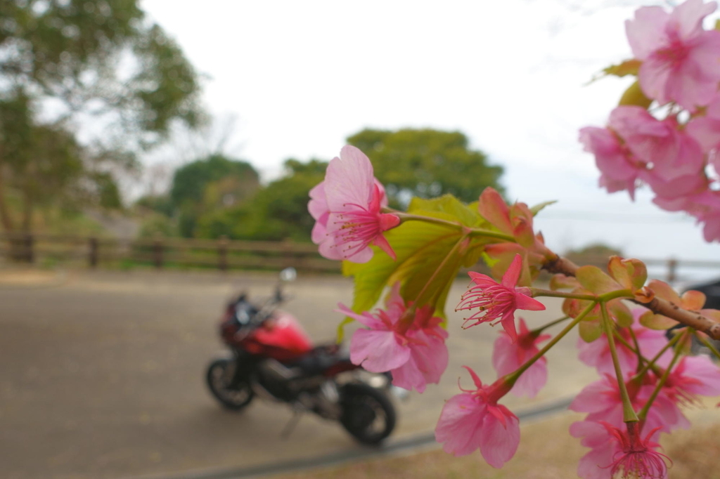 f:id:gan_jiro:20190302143635j:plain f:id:gan_jiro:20190302143635j:plain